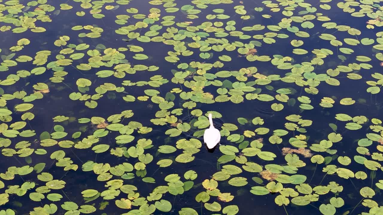 Aerial drone view of a lone egret standing among floating lily pads on a pond surface in a calm freshwater wetland habitat