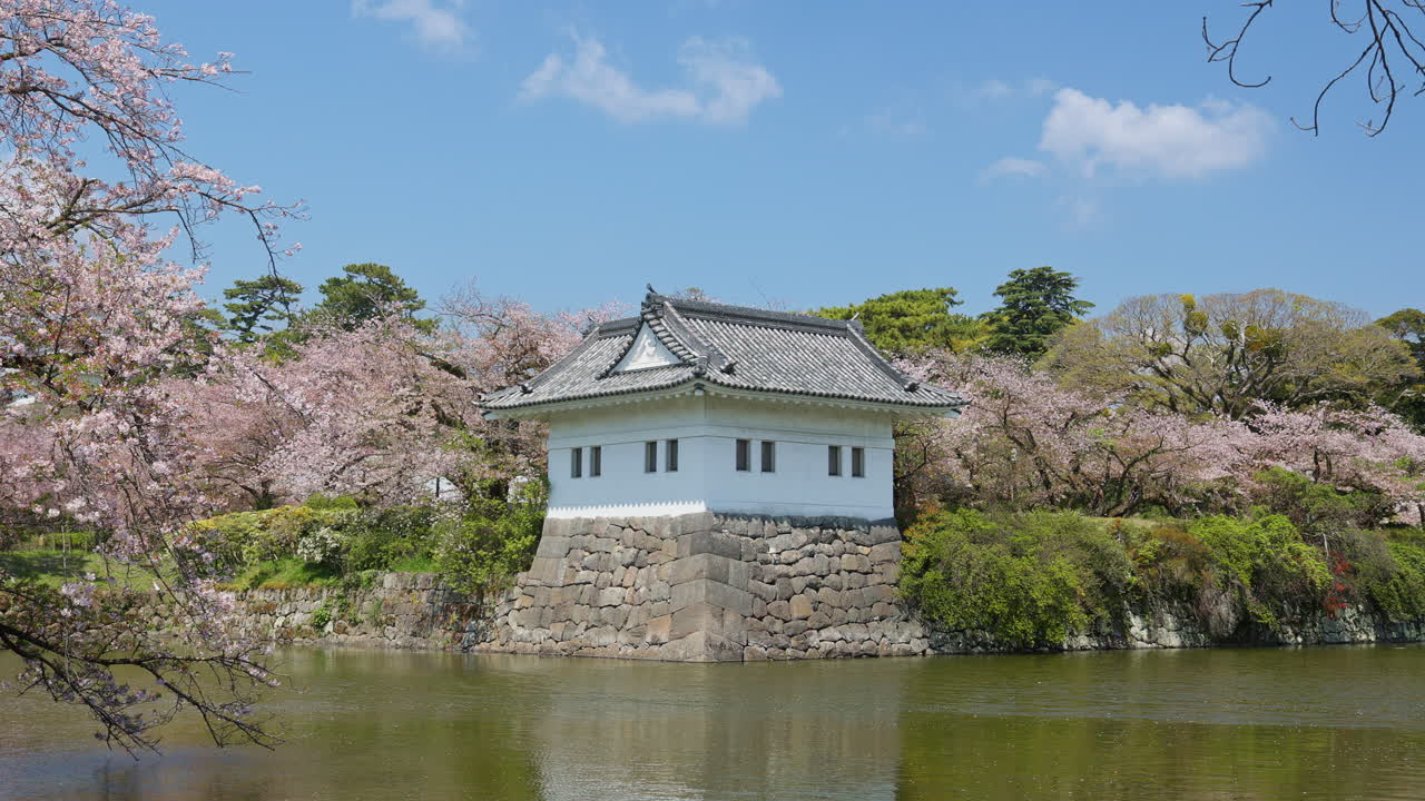 Historic Odawara Castle turret and moat surrounded by blooming cherry blossoms in spring