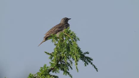 Female-Stonechat-Perched-On-Green-Branch-Preening-Feathers-And-Calling-Out