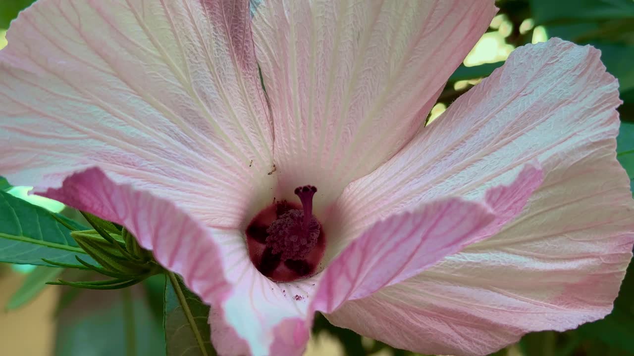 Extreme closeup of Hibiscus heterophyllus with small ant's moving inside to get it's nector