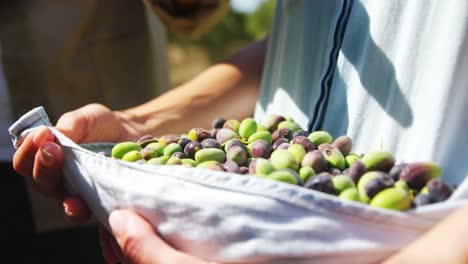 Mid-section-of-farmer-collecting-olives-in-farm-4k