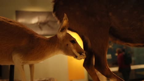 kangaroo exhibit in edinburgh museum display