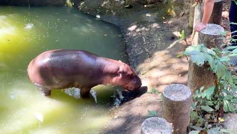 pygmy hippo exploring water at chonburi zoo