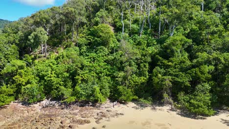 aerial footage glides from sandy beach toward dense, vibrant rainforest under bright daylight. smooth camera movement highlights lush greenery and coastal landscape in high resolution