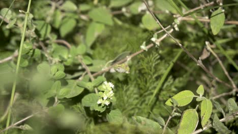 Chaetoprocta-odata-Walnut-Blue-butterfly-in-the-jungle