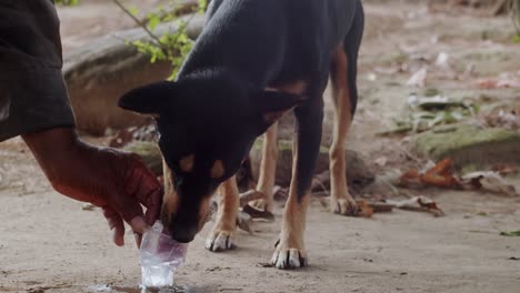 perro negro bebiendo agua de su dueño