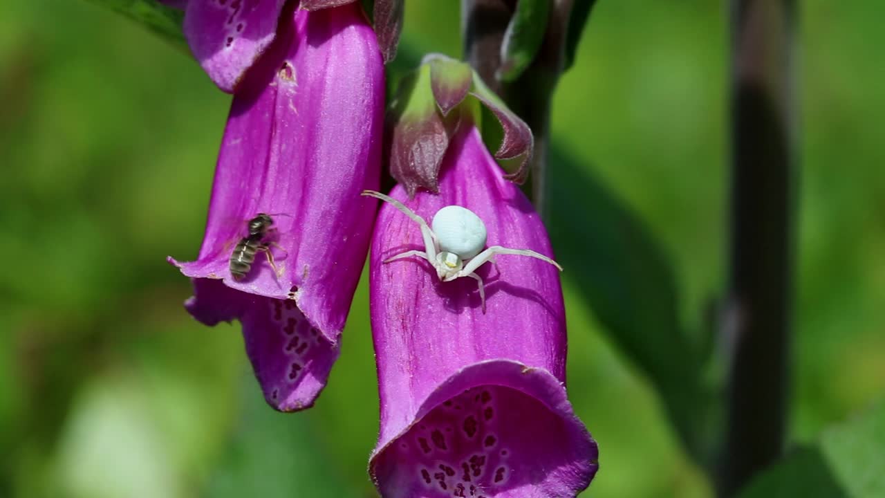 araña cangrejo de flor, misumena vatia atrapando una pequeña avispa en una flor de dedo de zorro