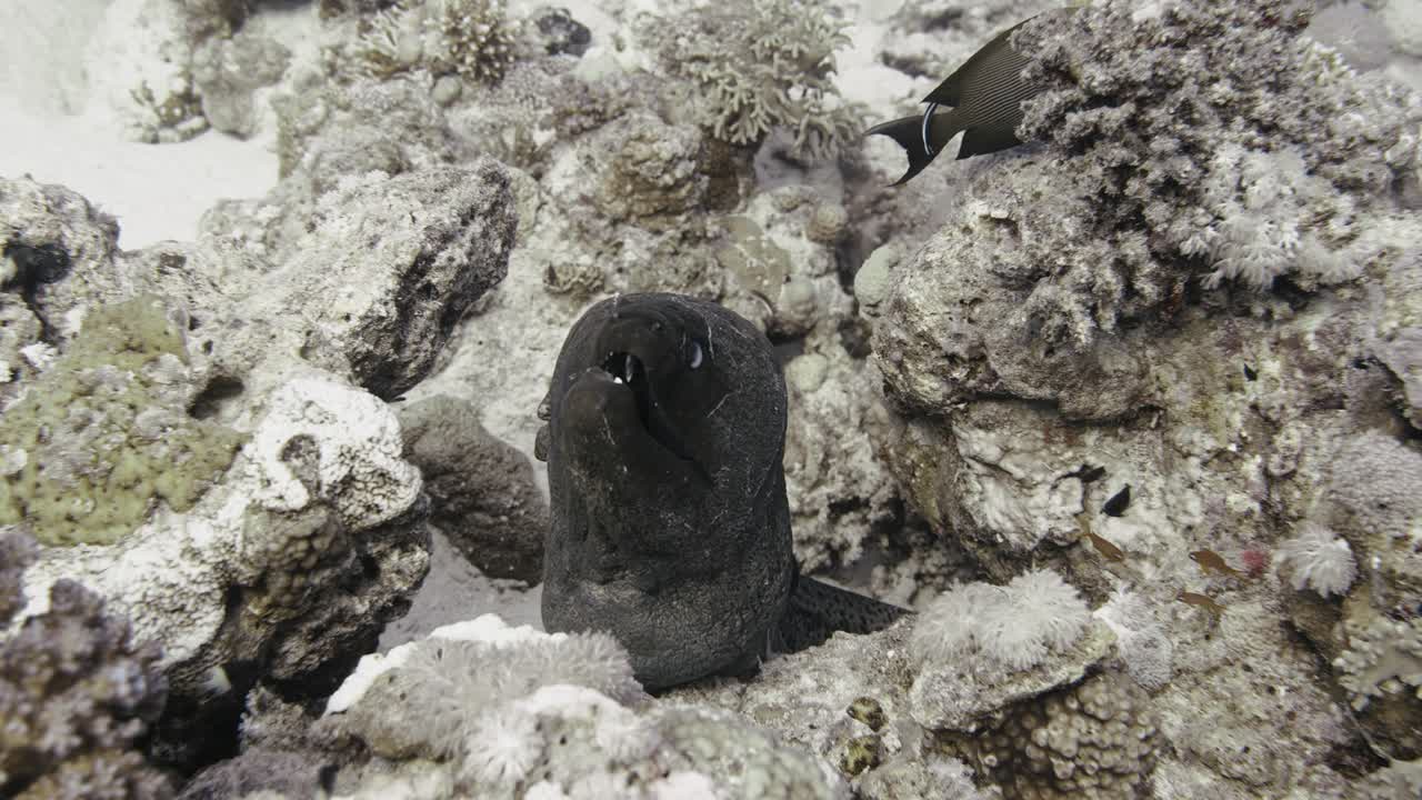 Giant moray sticking it's head out of the coral in 4k