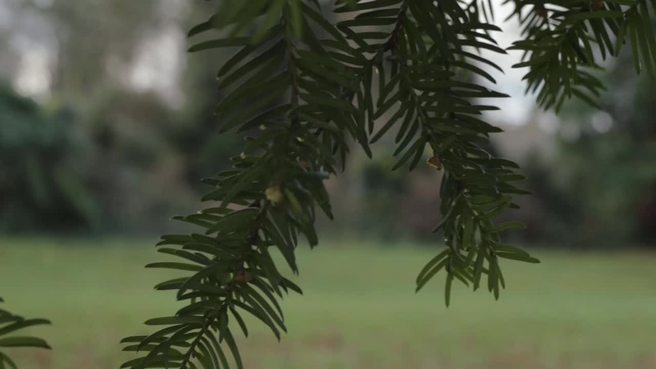 Hanging yew tree branches with red berries in countryside landscape