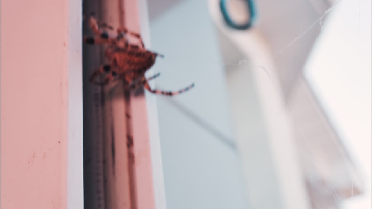 Close up of a spider sitting in its web, showing intricate details of its body and fine silk threads
