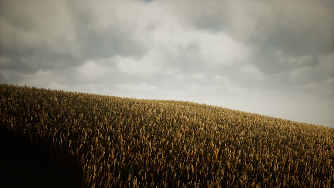 nubes oscuras y tormentosas sobre el campo de trigo
