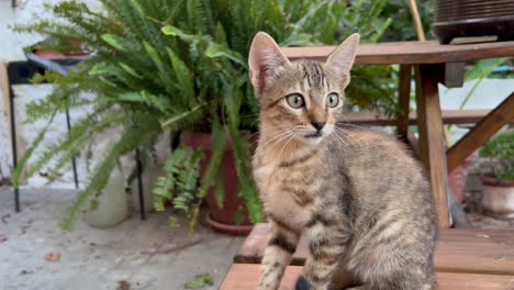 Lindo-Gatito-De-3-Colores-Visto-Sentado-En-Un-Banco-Siguiendo-Un-Objeto-Con-Sus-Ojos