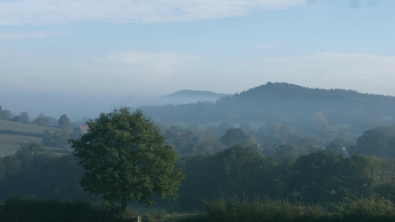 가축 밭이 있는 영국 시골과 거리 4k에 안개가 자욱한 계곡이 있는 외로운 나무