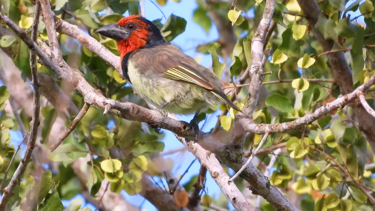 un barbet de cuello negro, pájaro con cabeza roja, sentado en un árbol entre hojas verdes, sol, de cerca, animal de la vida silvestre