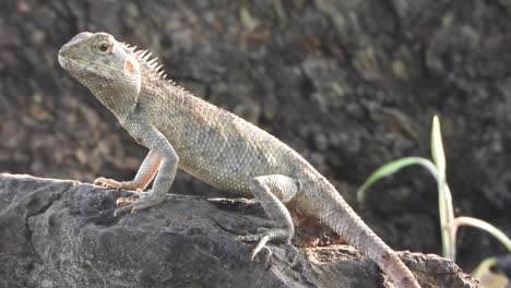 lizard in rock eyes - skin