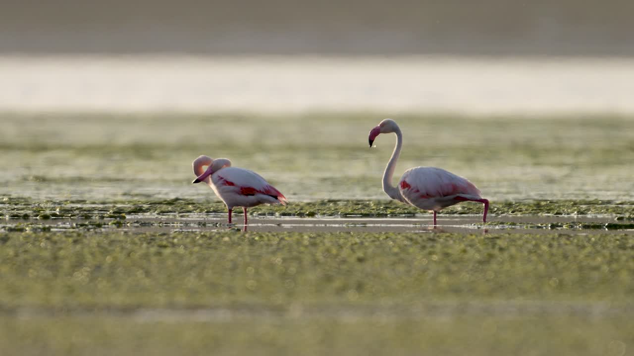 The Greater Flamingos in Lake