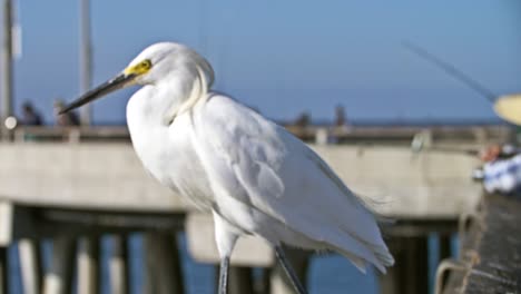 snowy egret walking along fishing pier