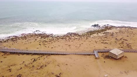 Antenne-über-Der-Cape-Cross-Seal-Reserve-Kolonie-An-Der-Skelettküste-Von-Namibia