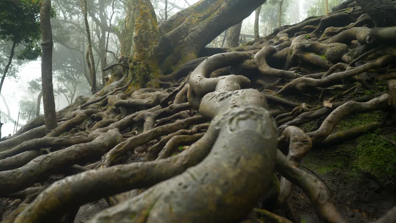 Closeup of giant tree roots above the ground in tropical forest in famous tourist destination Guna cave in Kodaikanal, Tamil Nadu