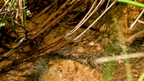 Zoom-In-Shot-of-Tranquil-Stream-with-Grass-Moving-in-Water