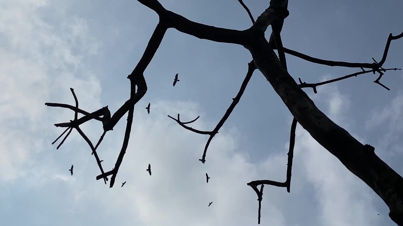 Uccelli spazzini che volano in un cielo cupo sopra un albero morto e spoglio, scena inquietante - vista in silhouette dal basso.