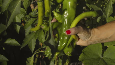 hand picks ripe green chili peppers from vine, close-up