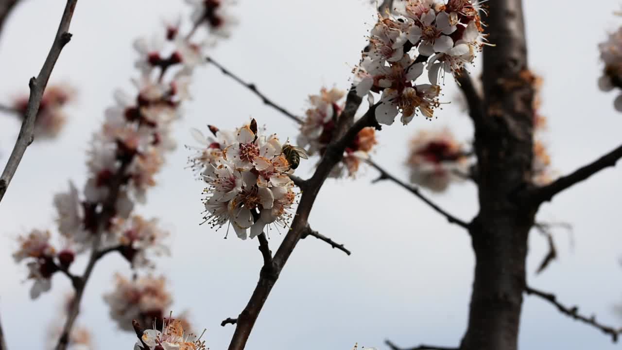 Bees pollinating the flowers of a blooming apricot tree