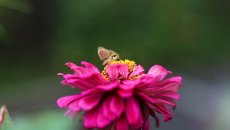 La-Mariposa-Del-Jardín-Trabaja-En-Una-Flor-Rosa