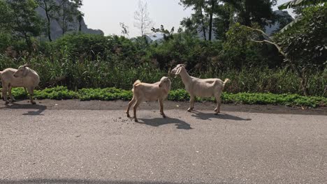 two goats engaging in playful head-butting