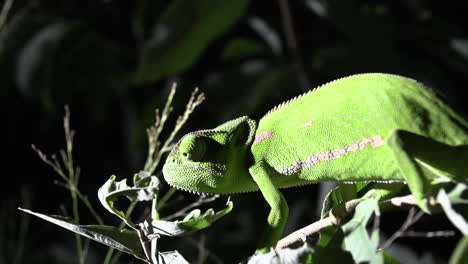 close-up of a flap necked chameleon in it's natural habitat