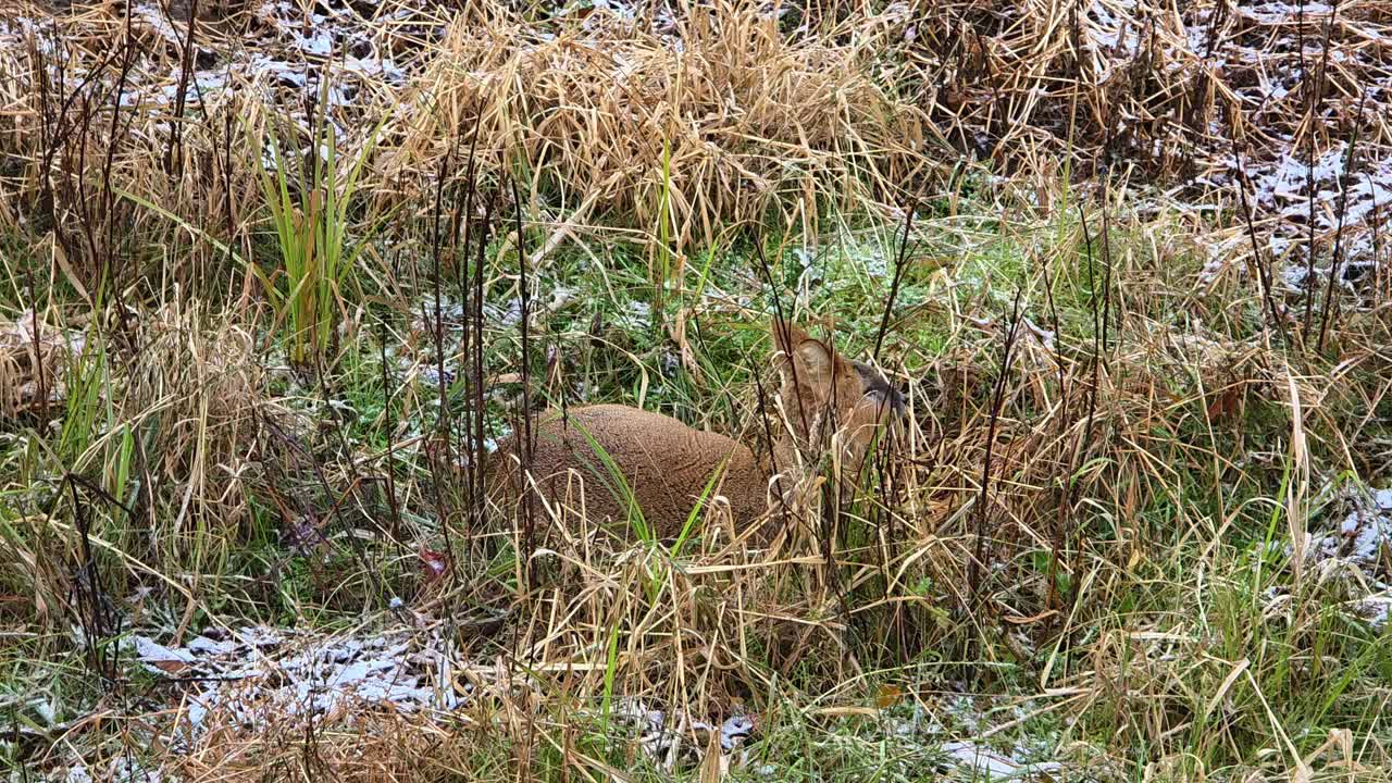 A small roe deer rests and hides among tall dry grass and light frost on a cold winter day in a natural meadow in South Korea