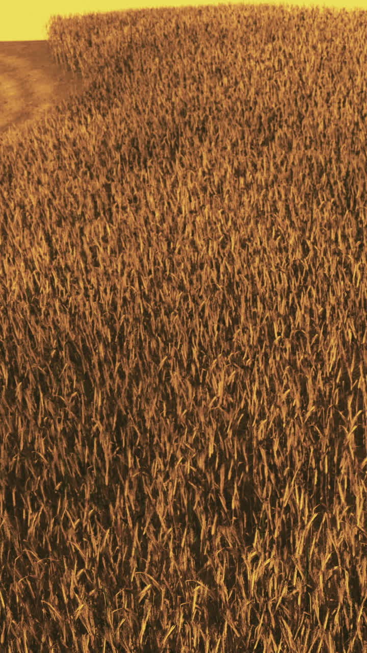 Campos dorados de trigo bajo una cálida puesta de sol cerca del borde de un bosque