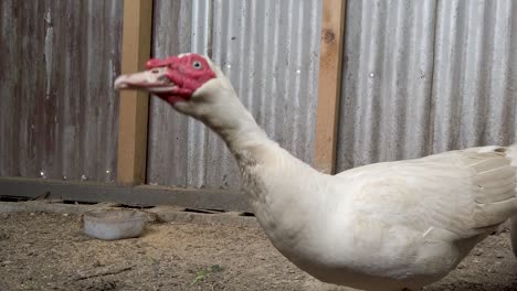 Großer-Weißer-Muscovy-Erpel-Ruckt-Mit-Dem-Kopf-Und-Zischt-Warnend,-Einschüchternde-Ente