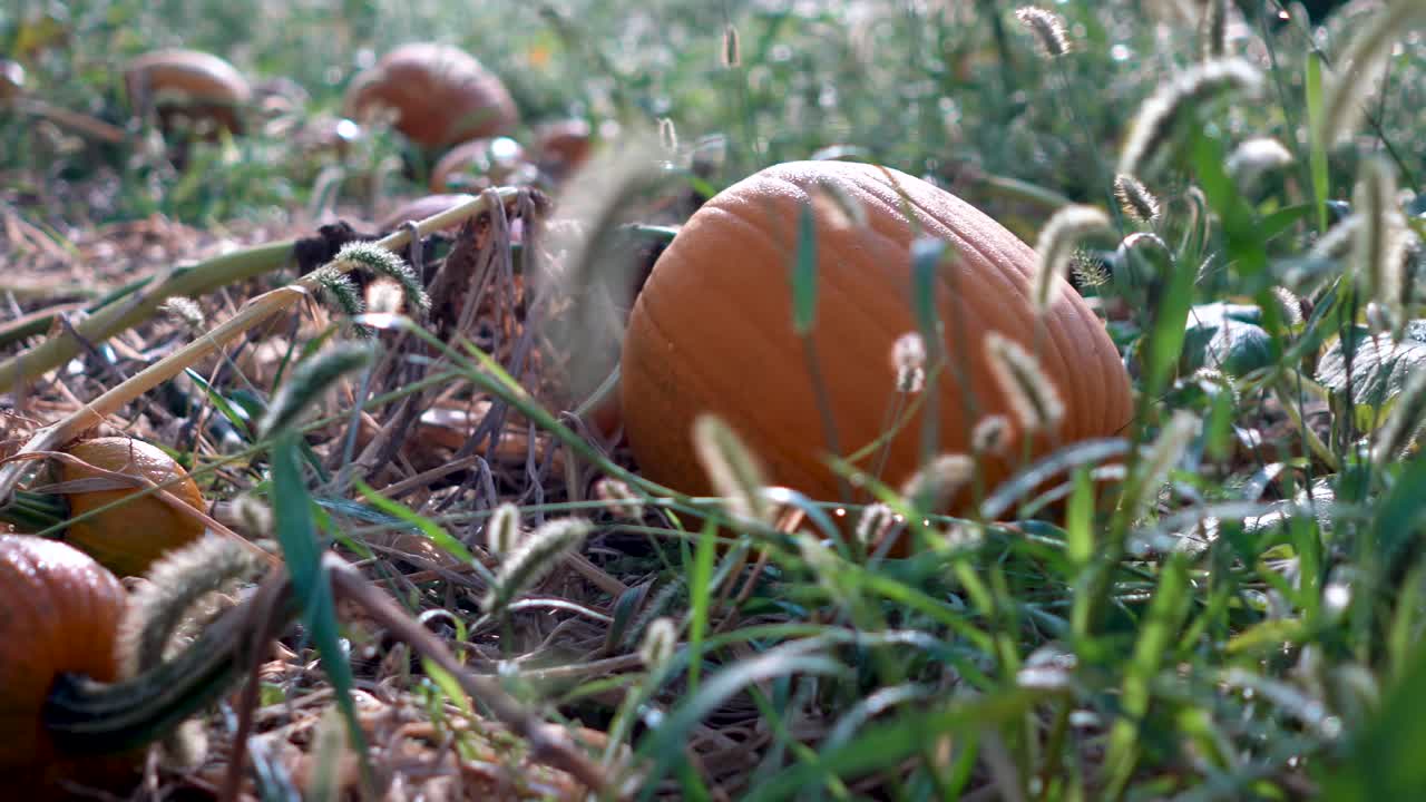 Pumpkins in a field