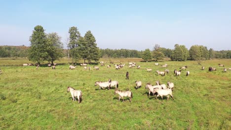 zie de dynamische energie van een zeer grote kudde paarden die langs de oever van de rivier rennen, omhelsd door de sereniteit van een schilderachtige weide.