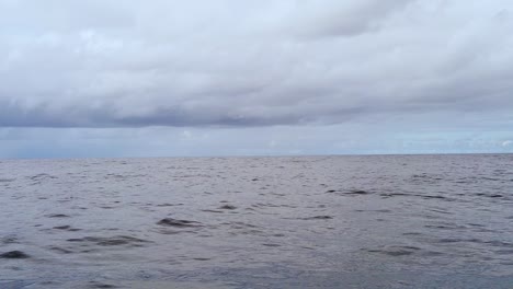 Hd-120fps-Hawaii-Kauai-Paseos-En-Bote-Por-El-Océano-Saltos-De-Delfines-Y-Otros-Delfines-En-La-Superficie