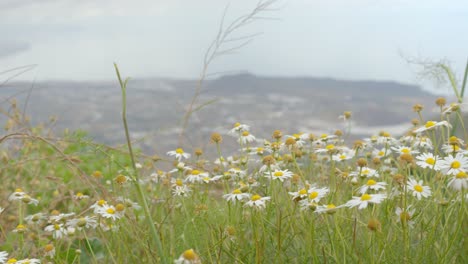 A-view-of-daisies-in-the-daylight-on-the-path-to-Guimar-Valley-Tenerife-Canary-Islands,-Spain