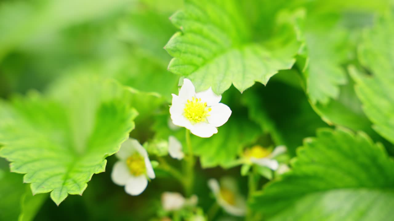 Close up of blooming strawberry flower surrounded by green leaves in garden setting, macro
