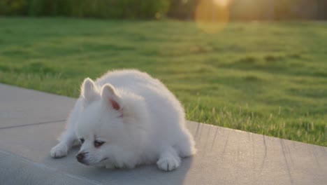 Pomeranian-dog-outdoors