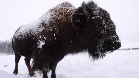 primer plano de gran angular de bisonte en el invierno