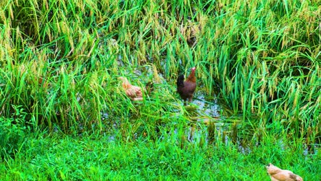 chickens in a rice paddy