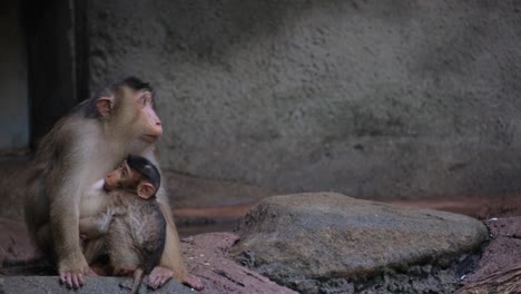this video shows tender moments between mother monkeys and babies this video captures tender moments between mother monkeys and their offspring showcasing affection and nurturing instincts in nature