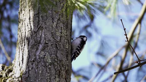 un pájaro carpintero examina y pica un árbol