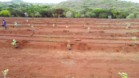 Masai-mann,-Der-Avocado-Pflanzt,-Schaufeln---Afrika-Intelligente-Landwirtschaftstechnologie---Luftdrohnenansicht-Der-Avocadofarm-In-Kenia