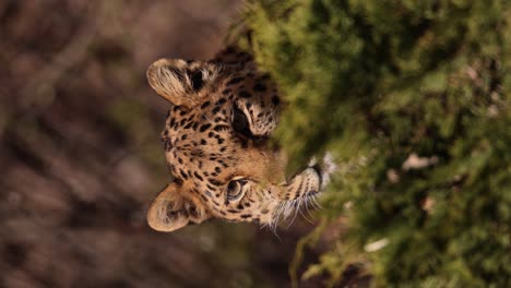 leopard peeking from behind green moss