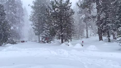 4k footage of a snowstorm in sequoia national park