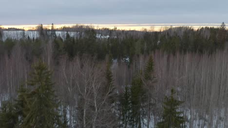 winter drone video of a snowy field and forest taken from a tree stand