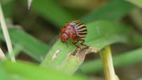 colorado potato beetle , also known as the colorado beetle, the ten-striped spearman, the ten-lined potato beetle, or the potato bug, is a major pest of potato crops