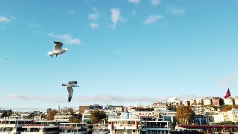 Seagulls-Trying-to-Catch-Food-while-Flying-Above-Bosphorus-in-Istanbul