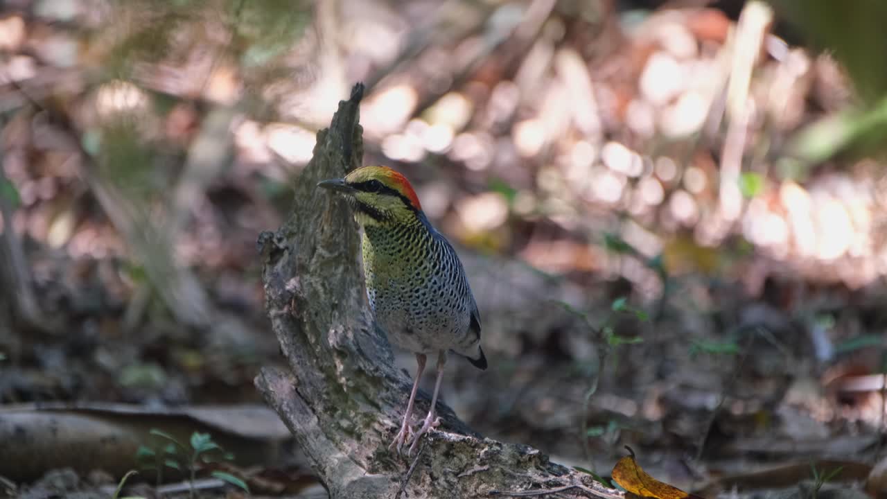 왼쪽을 바라보며 움직이지 않고 휴식을 취하고, 태양의 빛이 땅에서 내리는 그림자와 놀고, 파란 피타 하이드로니스 시아네우스, 태국